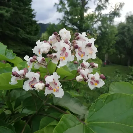 Haus Sonnengarten-lienz דירה לינץ